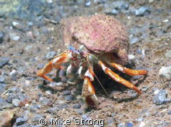 This is an Acadian hermit crab taken in the Bay of Fundy ... by Mike Strong 